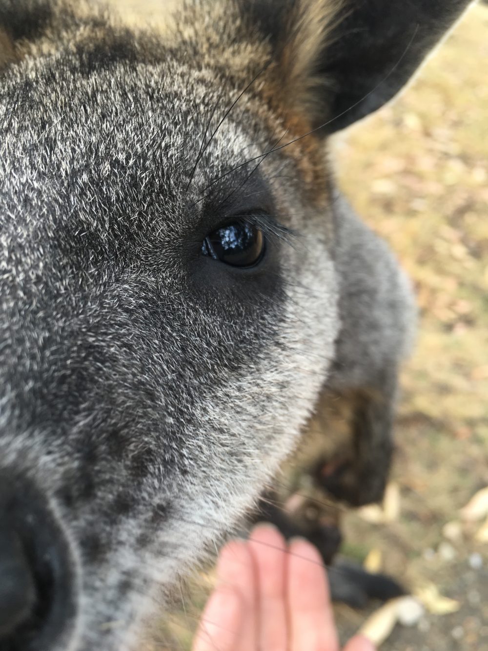 Australia: Coober Pedy to Portland