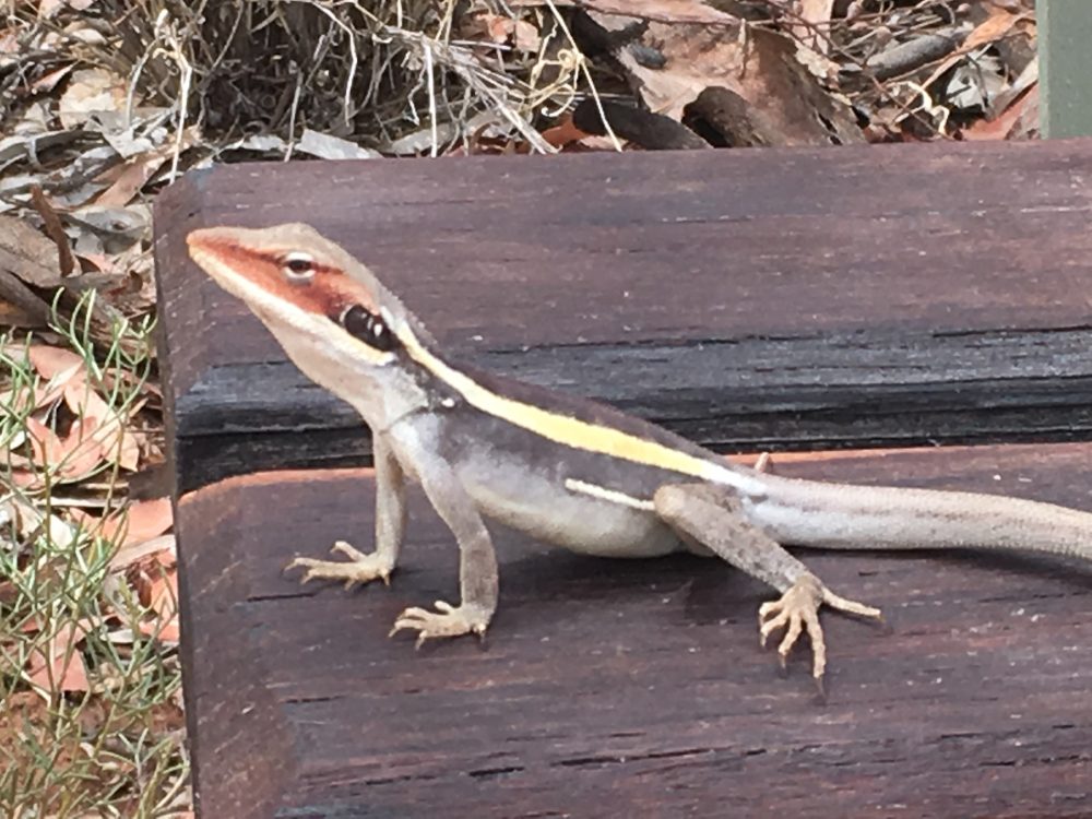 4 Things and A Lizard