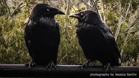 Two Crows