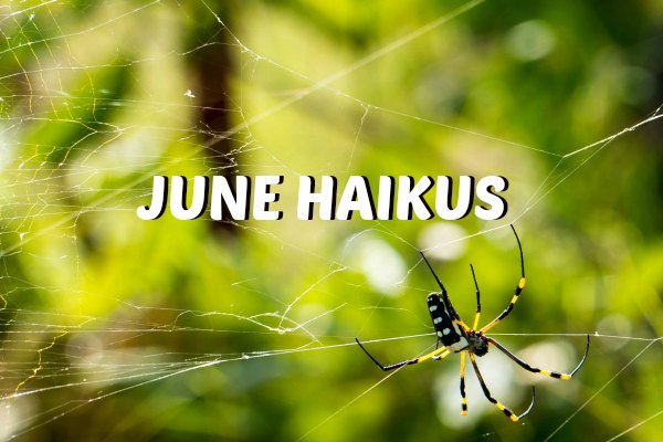 June Haikus