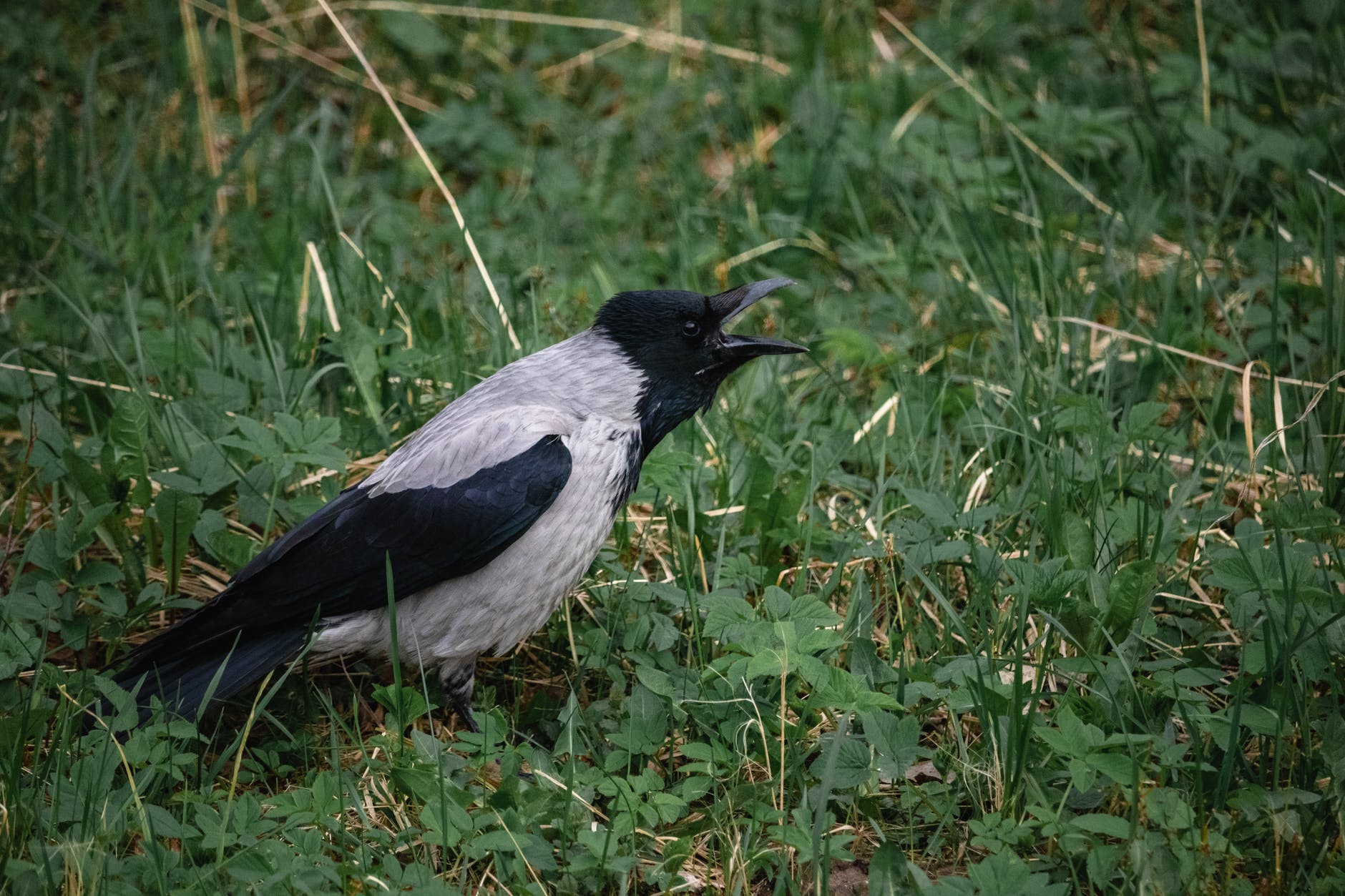The Magpie Cry